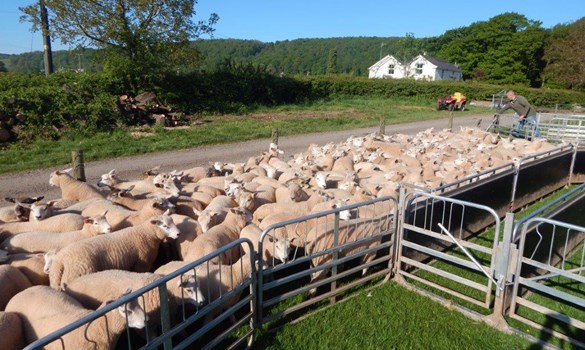 a group of sheep in a fenced in area